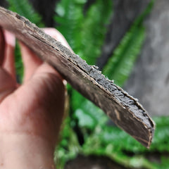 Bowhead Whale Baleen, Segment (ONTARIO ONLY)