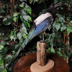 Eurasian Magpie Taxidermy C