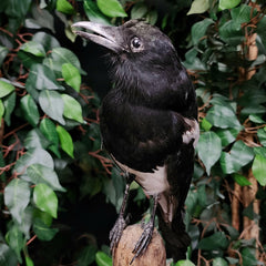 Eurasian Magpie Taxidermy C