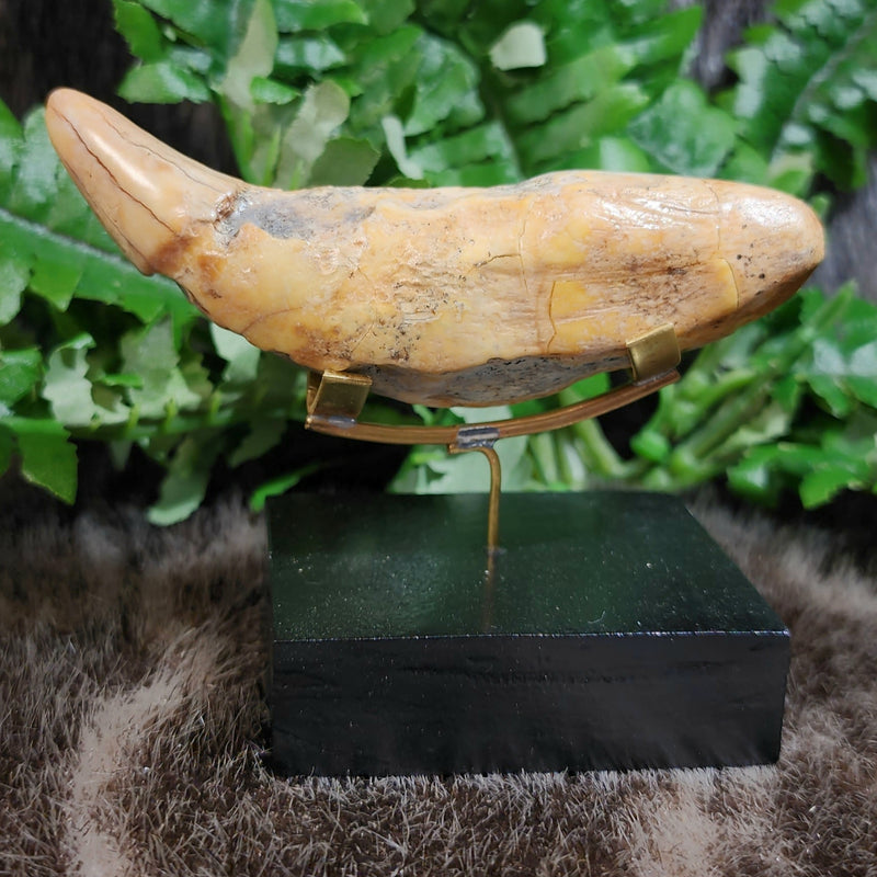 Cavebear Canine Tooth (On Stand) D
