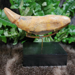 Cavebear Canine Tooth (On Stand) D