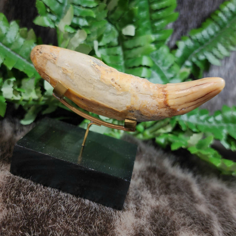Cavebear Canine Tooth (On Stand) D