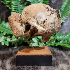 Human Skull Segment A
