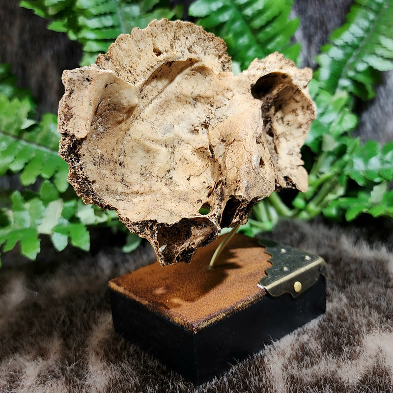 Human Skull Segment A