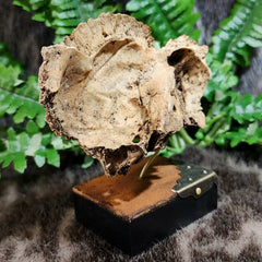 Human Skull Segment A