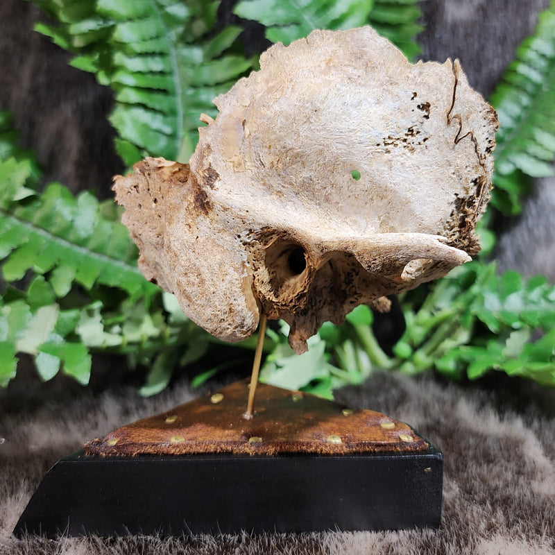 Human Skull Segment D