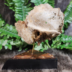 Human Skull Segment D