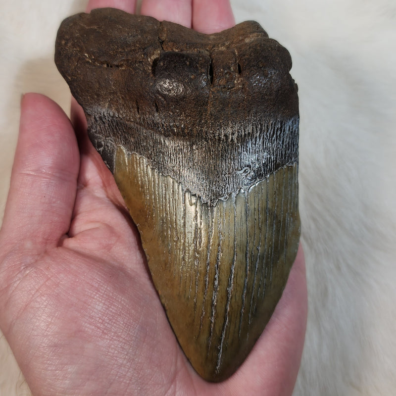 Megalodon Tooth W (5")