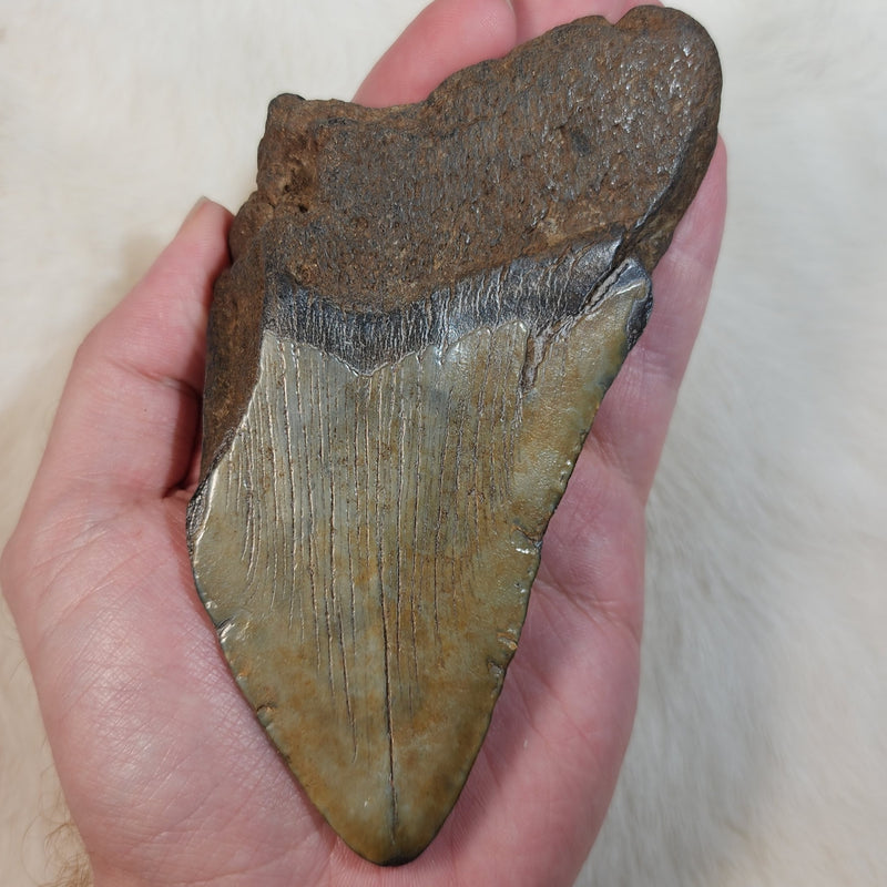 Megalodon Tooth W (5")