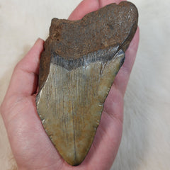 Megalodon Tooth W (5