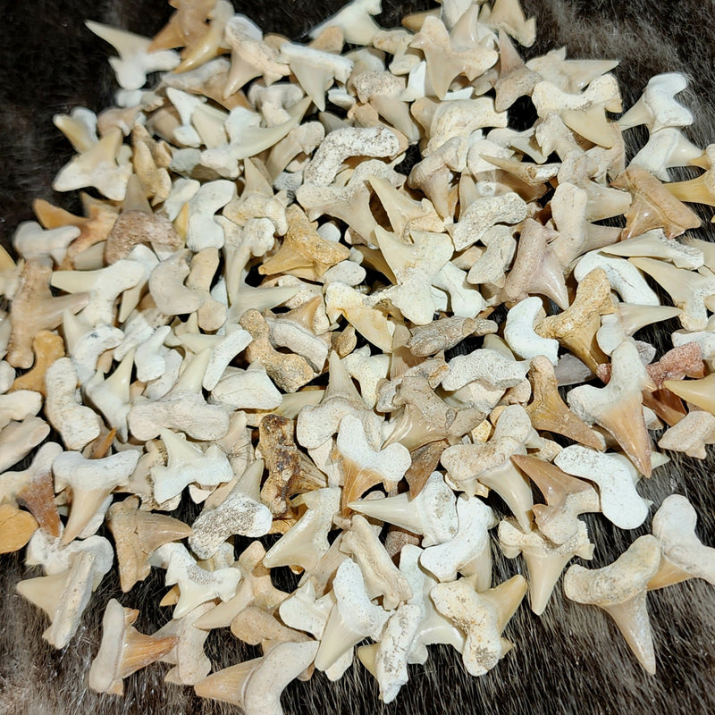 Fossil Shark Teeth (Morocco)