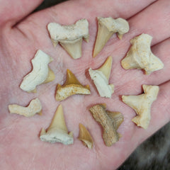 Fossil Shark Teeth, Broken Lot (Morocco)