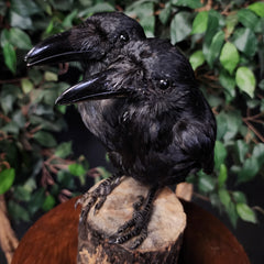 Carrion Crow Taxidermy Mount, Two-Headed A