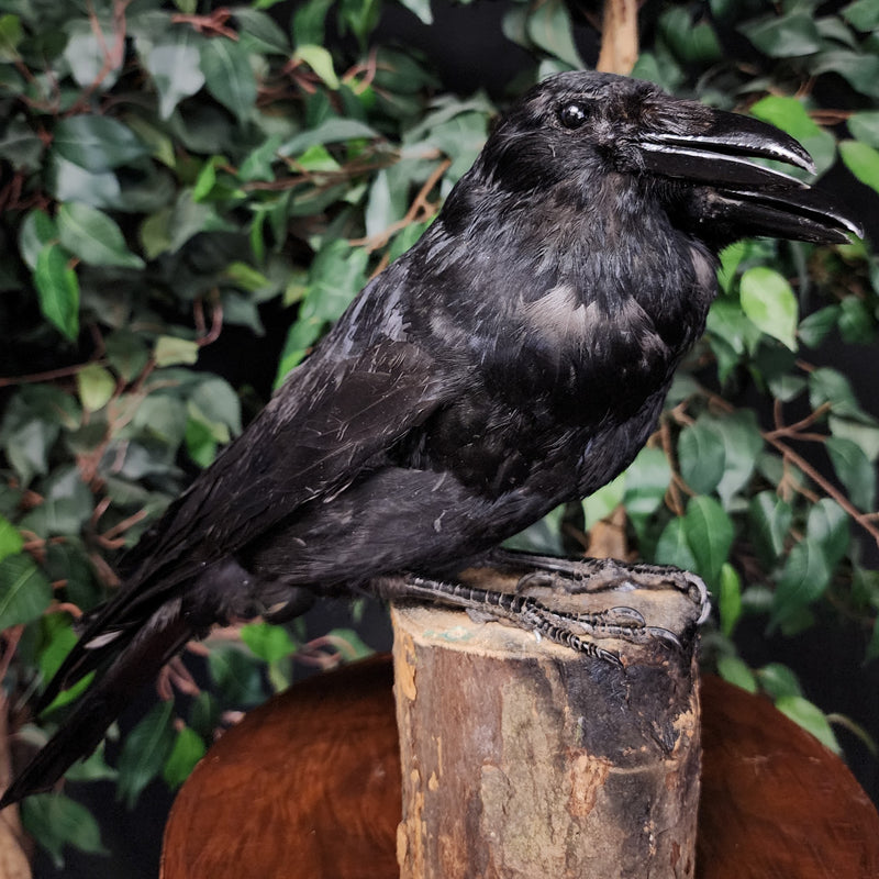 Carrion Crow Taxidermy Mount, Two-Headed A