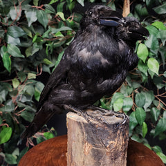 Carrion Crow Taxidermy Mount, Two-Headed A