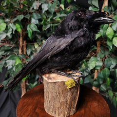 Carrion Crow Taxidermy Mount, Two-Headed B
