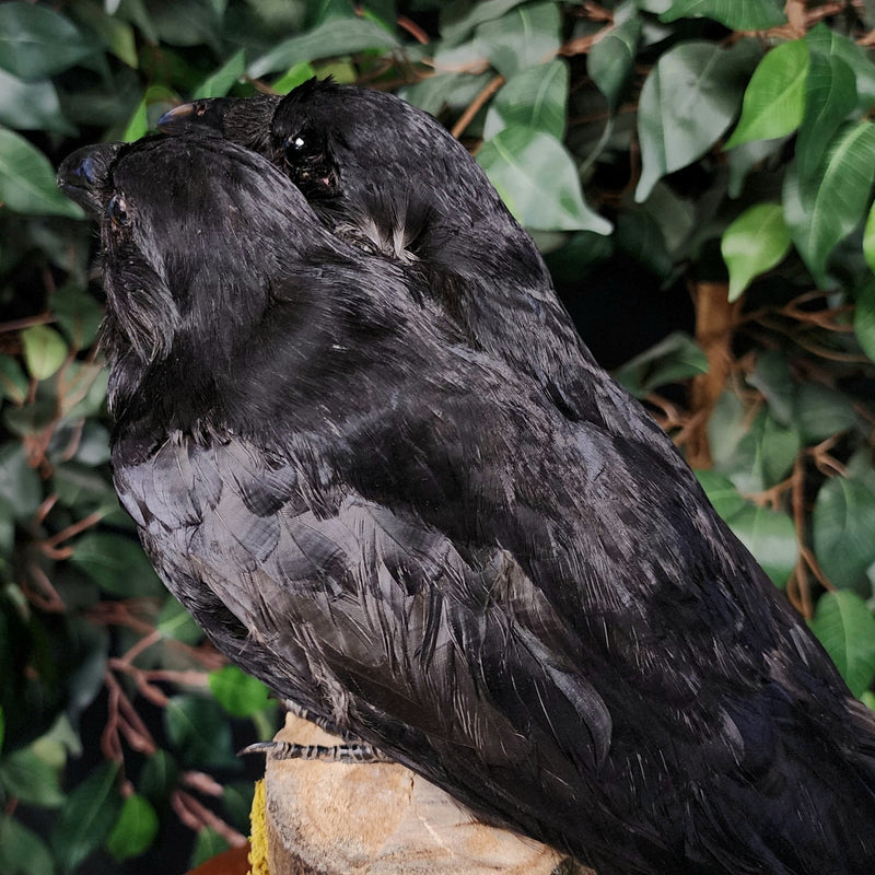 Carrion Crow Taxidermy Mount, Two-Headed B
