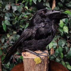 Carrion Crow Taxidermy Mount, Two-Headed B