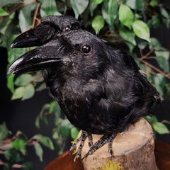 Carrion Crow Taxidermy Mount, Two-Headed B