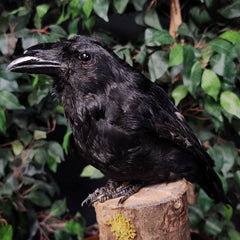 Carrion Crow Taxidermy Mount, Two-Headed B