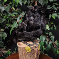 Carrion Crow Taxidermy Mount, Two-Headed B