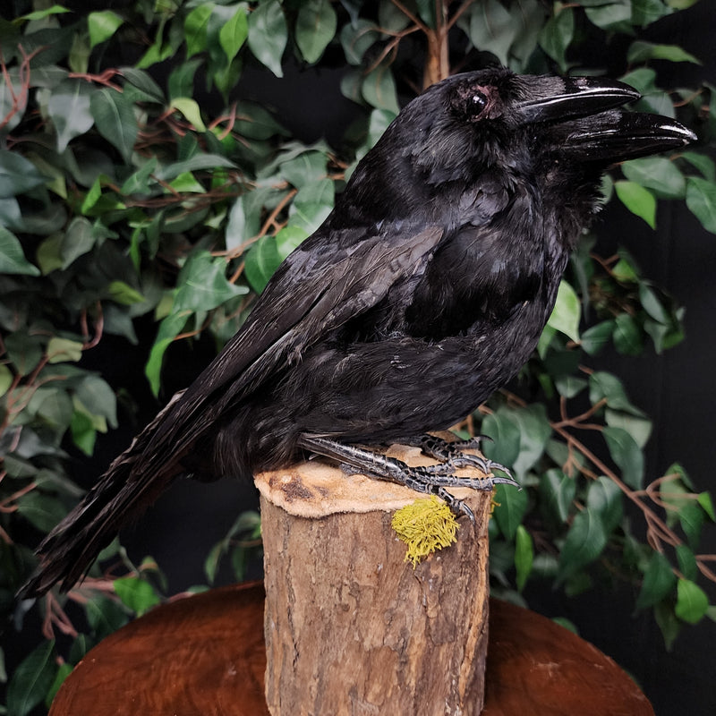 Carrion Crow Taxidermy Mount, Two-Headed B