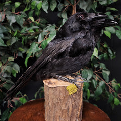 Carrion Crow Taxidermy Mount, Two-Headed B