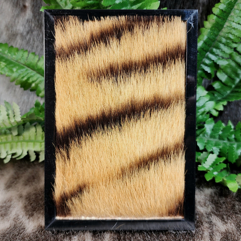 Bengal Tiger Fur Frames (Antique)