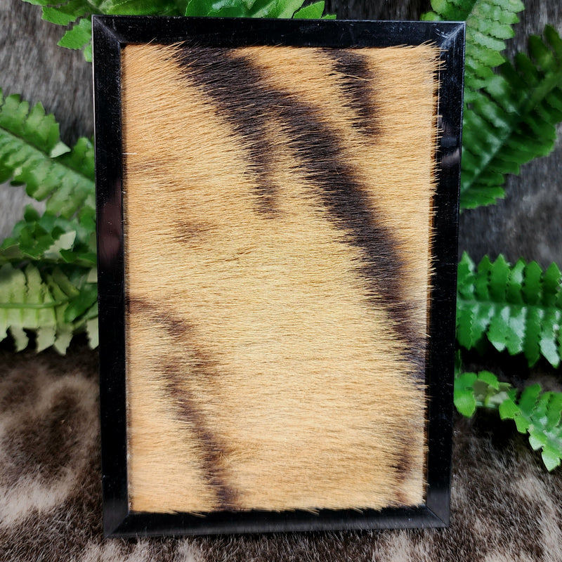 Bengal Tiger Fur Frames (Antique)