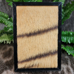 Bengal Tiger Fur Frames (Antique)