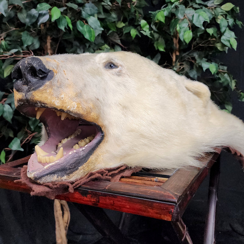 Polar Bear Rug Head, Vintage