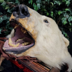 Polar Bear Rug Head, Vintage
