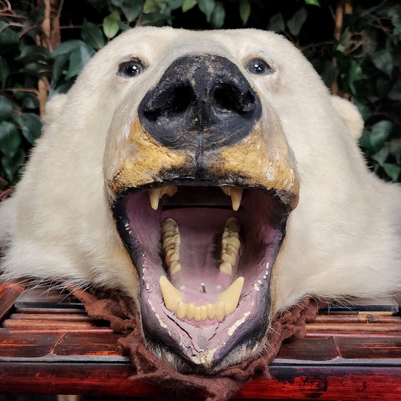 Polar Bear Rug Head, Vintage