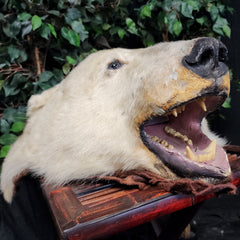 Polar Bear Rug Head, Vintage
