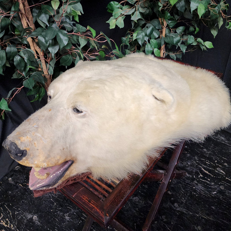 Polar Bear Rug Head, Vintage