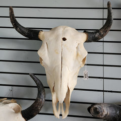 Bull Skulls (SALE)