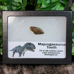 Majungasaurus Dinosaur Tooth A (.85