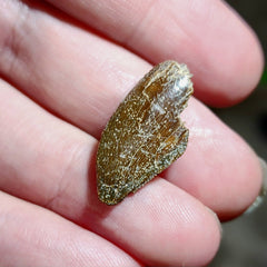 Majungasaurus Dinosaur Tooth A (.85
