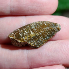 Majungasaurus Dinosaur Tooth A (.85