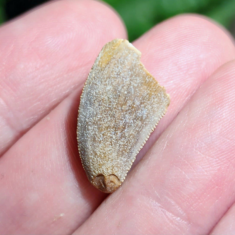 Majungasaurus Dinosaur Tooth B (.75")