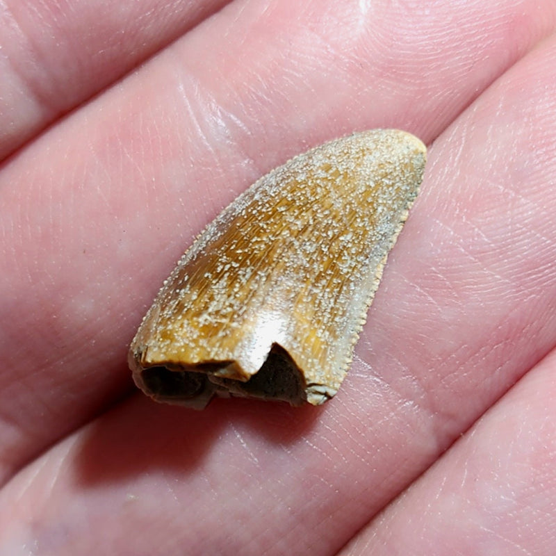 Majungasaurus Dinosaur Tooth B (.75")