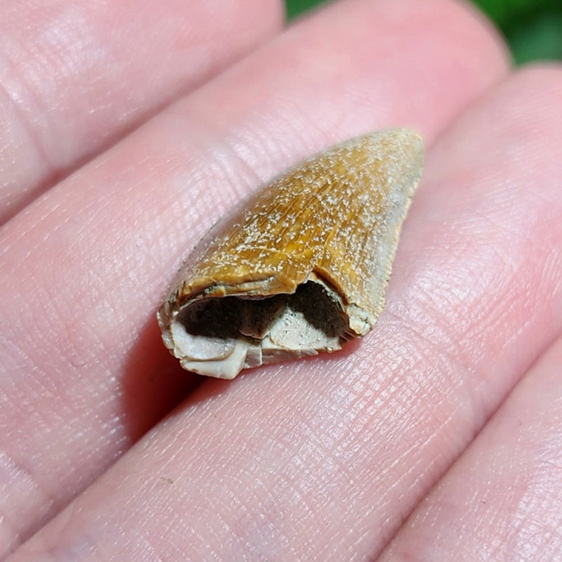 Majungasaurus Dinosaur Tooth B (.75")