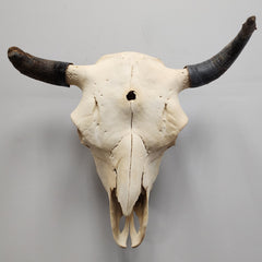 Bull Skull A (Horn Pathology)