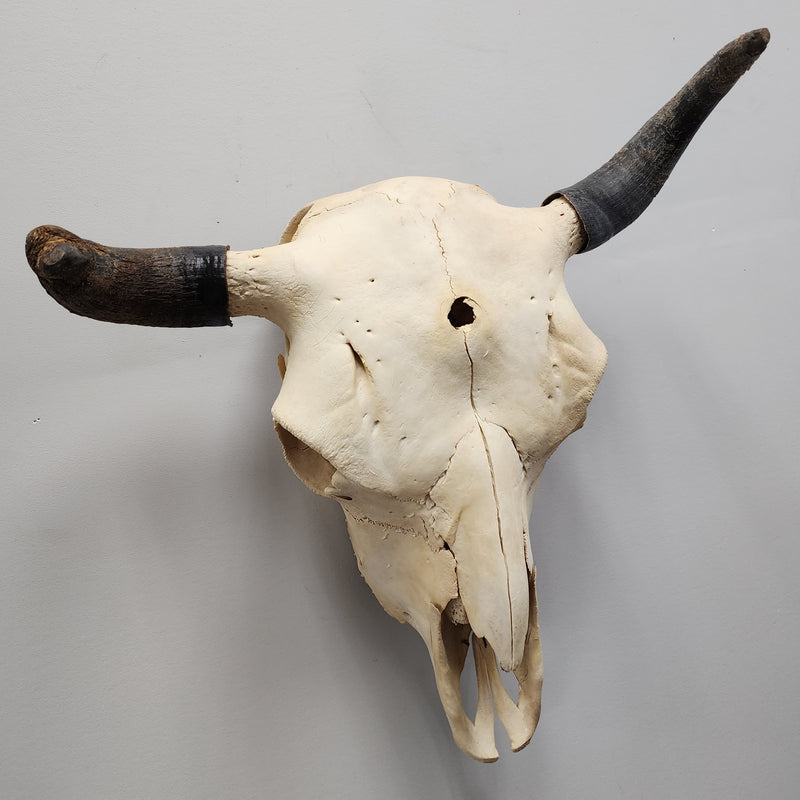 Bull Skull A (Horn Pathology)