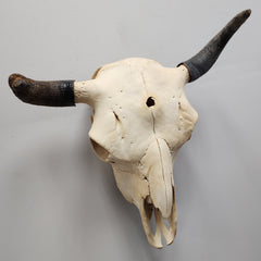 Bull Skull A (Horn Pathology)