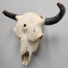 Bull Skull A (Horn Pathology)