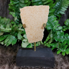 Elephant Bird Eggshell, A