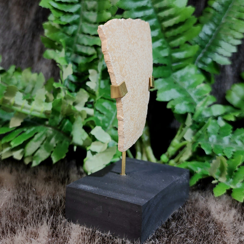 Elephant Bird Eggshell, A