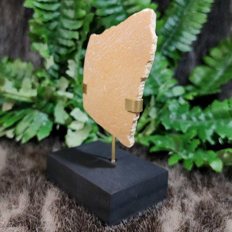 Elephant Bird Eggshell, B
