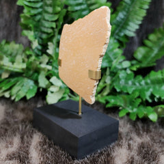 Elephant Bird Eggshell, B
